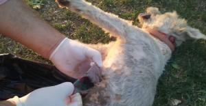 cane settefrati 1